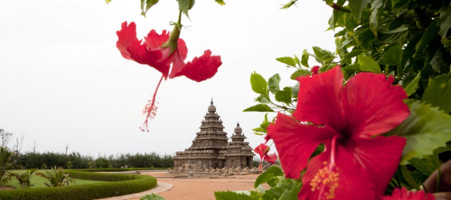 Hibiskusblüten vorm Strandtempel in Mahabalipuram, Rundreisen Südindien