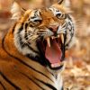 Auf den Spuren des Tigers | Individualreise