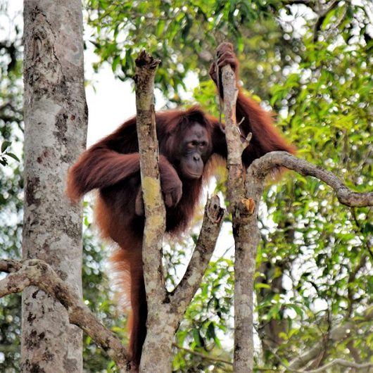 Zu Besuch bei Indonesiens Waldmenschen | Safarireise