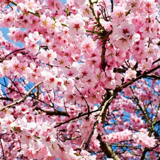 Kirschblüte in den japanischen Alpen | Individualreise