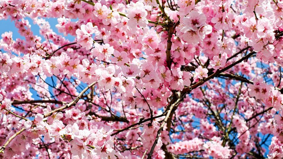 Kirschblüte in den japanischen Alpen | Individualreise